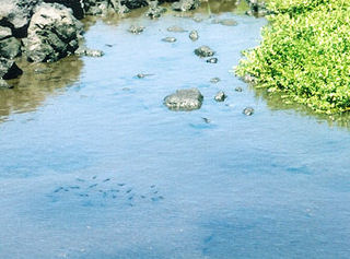 alien fish in anchialine pool