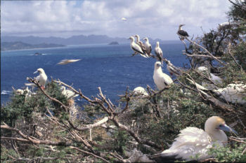 boobies nesting at Mokapu