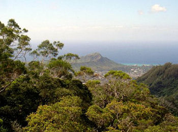 lowland wet forest above Honolulu