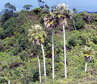 Rare loulu palm natural community - Pritchardia martii