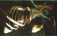 Achatinella mustelina Photo by Bill Mull