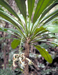 Cyanea superba lobeliad, Wai'anae Mtns