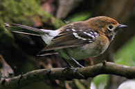 'Elepaio, a native flycatcher. Photo Eric Vanderwurf