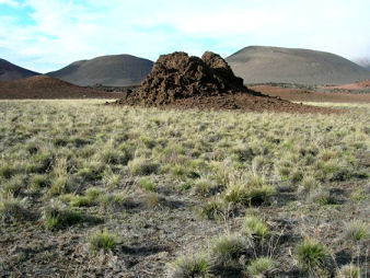 Deschampsia grassland