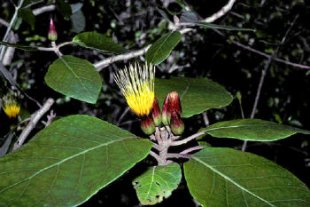 Hesperomannia