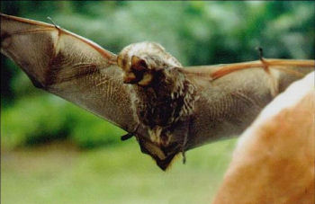 Hawaiian bat