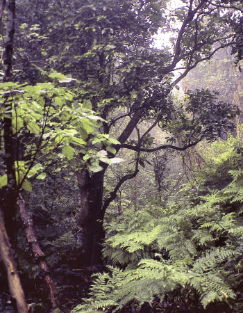 Lowland mesic forest at Kalua'a, Wai'anae