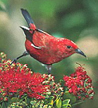 'Apapane on lehua Photo by Jack Jeffrey