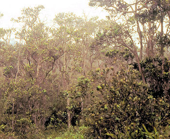 Ohia montane dry forest
