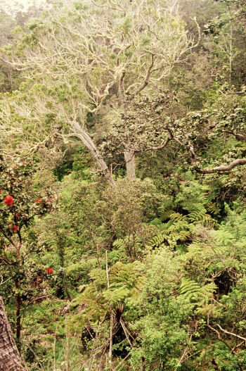 montane mesic forest in Manuka NAR, Kona CA, Hawai'i Island