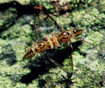 Drosophila heteroneura is an endemic picture-winged pomace fly found only on Hawai'i Island