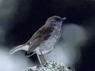 'Oma'o (Hawaiian Thrush) Photo Peter LaTourette