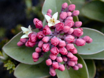 Haleakala sandalwood