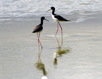 Waterbirds