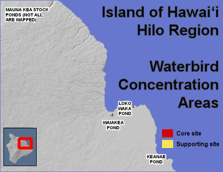 waterbirds Mauna Kea