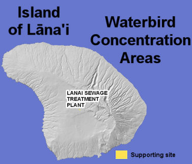 waterbirds lanai