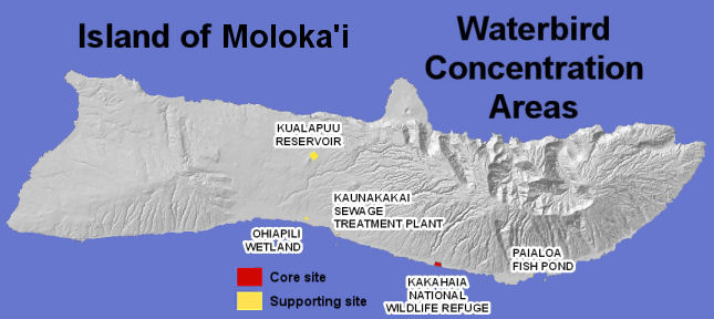 waterbirds Molokai