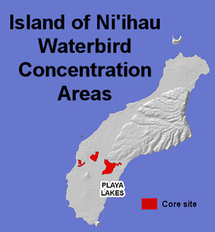 waterbirds niihau