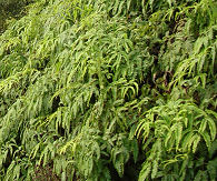 uluhe ferns cover wet cliff