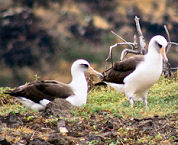 moli at kaena