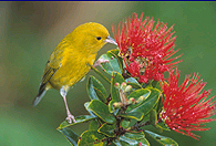 anianiau, a native honeycreeper - Photo by Jack Jeffrey