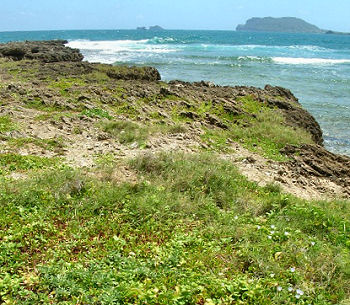 coastal veg at Kapapa