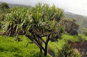 hala, Hawaiian screwpine