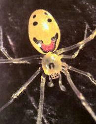 happyface spider