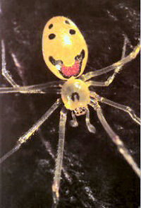happyface spider