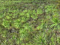 Iliau shrubland, Kaua'i