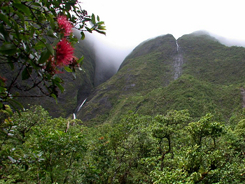 'Ili'ili'ula, Lowland Wet Forest, Kaua'i - Photo by TNC Kaua'i