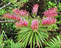 Trematolobelia macrostachys