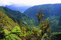 native forest, head of Pelekunu Valley