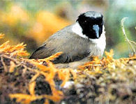 poouli, endangered forest bird
