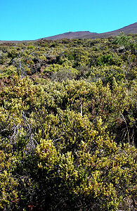 sclerophyllous shrub natural community