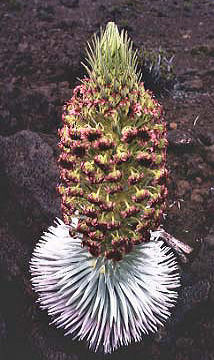 silversword