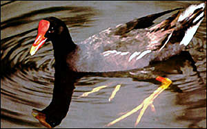 Hawaiian gallinule, an endangered waterbird